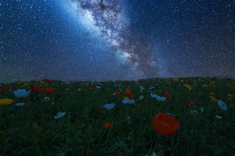 night, Flowers, Nature, Universe Wallpapers HD / Desktop ...