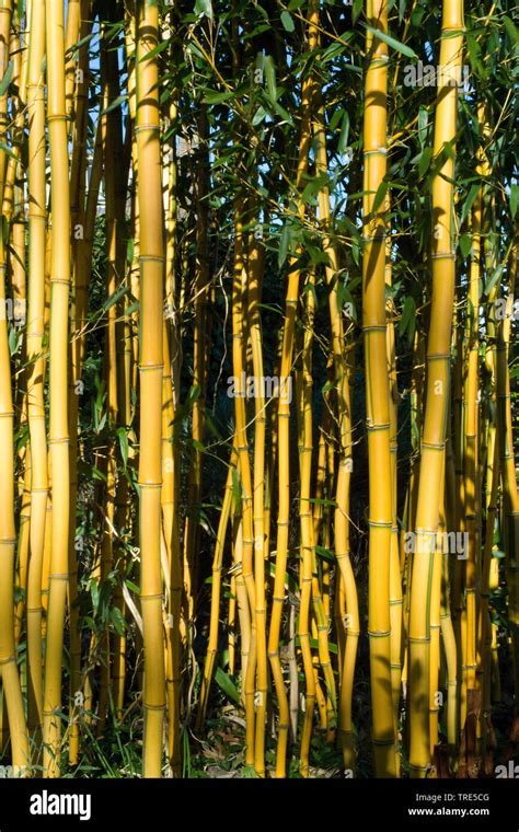 Bamboo Plants In Garden Netherlands Stock Photo Alamy