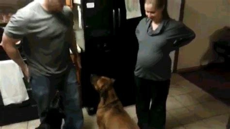 Dog Protects Pregnant Owner From Unsolicited Belly Touching