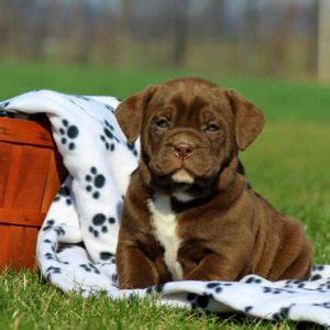 4 adorable females and 5 cuddly males were born april 30, 2021! Bullador Puppies For Sale | Greenfield Puppies