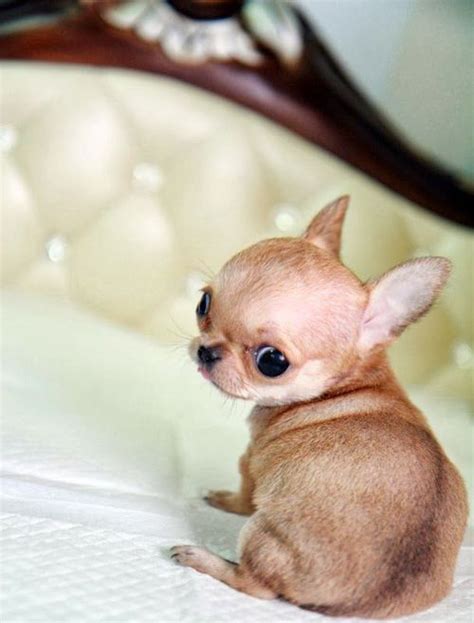 Chihuahua Puppies Cute Pictures And Facts Dogtime Baby Animals