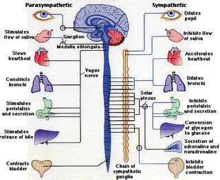 Hewan vertebrata juga memiliki sistem saraf pusat dan sistem saraf tepi. Sistem Saraf Pada Manusia dan Fungsinya - DosenBiologi.com