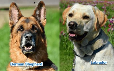 German Shepherd Vs Labrador Which Breed Is Right For You