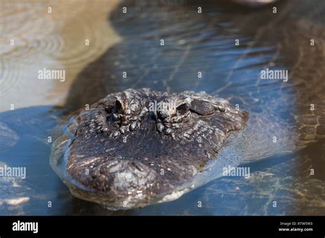 A Alligator Submerged In Clear Shallow Water With Only Its Eyes And Top