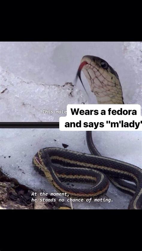 Fedora Tipping Intensifies R Memes