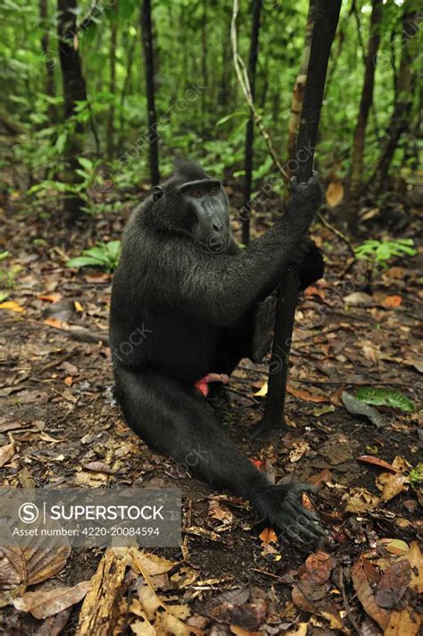 Celebes Crested Macaque Crested Black Macaque Sulawesi Crested Macaque Black Ape Showing