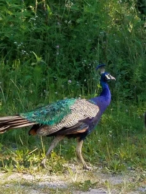 Peacock species identification - Biology Stack Exchange