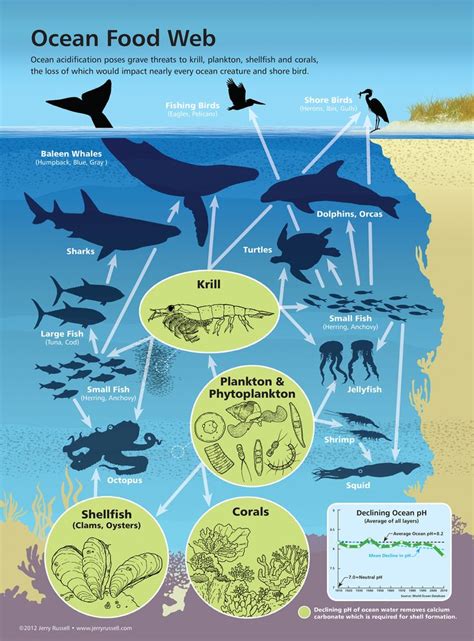 Impact Of Ocean Acidification On Marine Food Webs Ocean