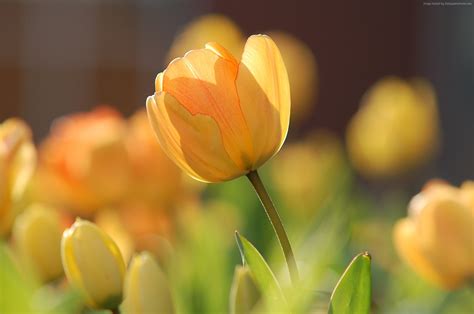 Yellow Tulip Flowers Hd Images Best Flower Site