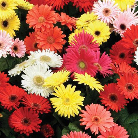 Gerbera Jamesonii Tandm Mixed F2 Hybrid Seeds Thompson And Morgan