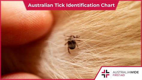 Australian Tick Identification Chart