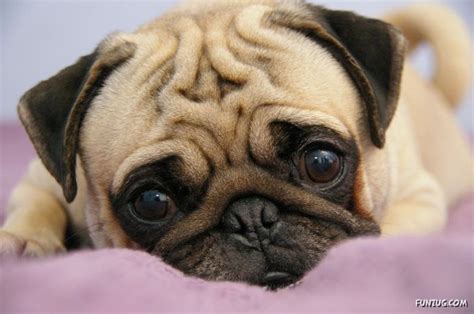 Colours Of Life Cute Pugs Pictures Collection