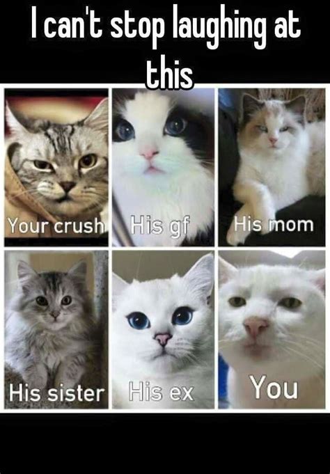 Your Crush His Gf His Mom His Sister His Ex And You Funny Cat