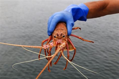 Maine Lobsters Falsely Blamed For Covid Origins In Chinese Linked