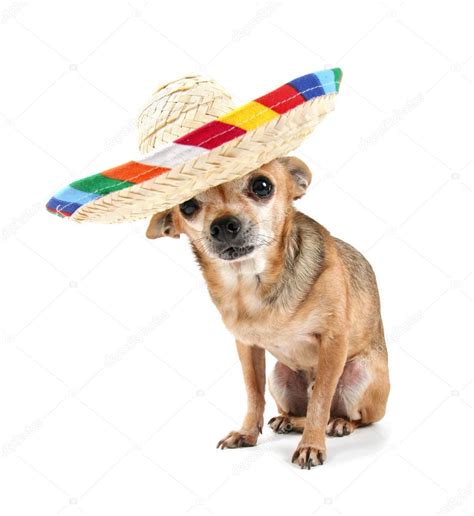 Cute Chihuahua In Sombrero Stock Photo By ©graphicphoto 53615863