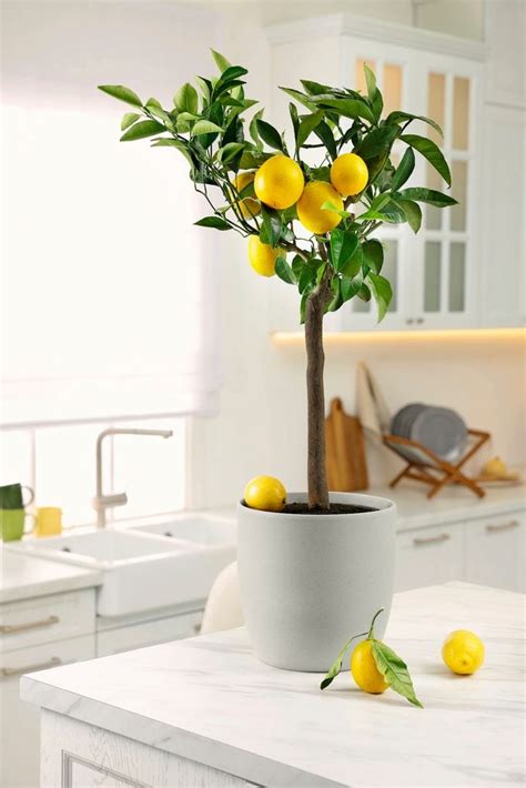 How To Grow An Indoor Lemon Tree Birds And Blooms