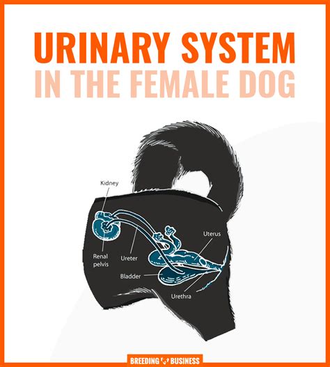 Urinary Tract Infections In Dogs Symptoms Prevention And Treatments