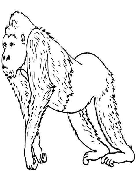 Endangered Animal Mammals Kids Coloring Pages Free Colouring Pictures