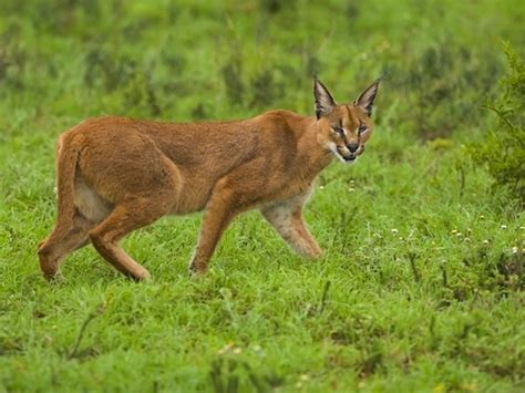 Caracal Animal Facts And Information