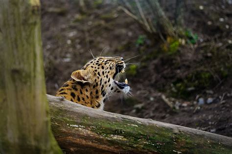 Amur Leopard Cub Roar Behing Tree Stock Photo Download Image Now