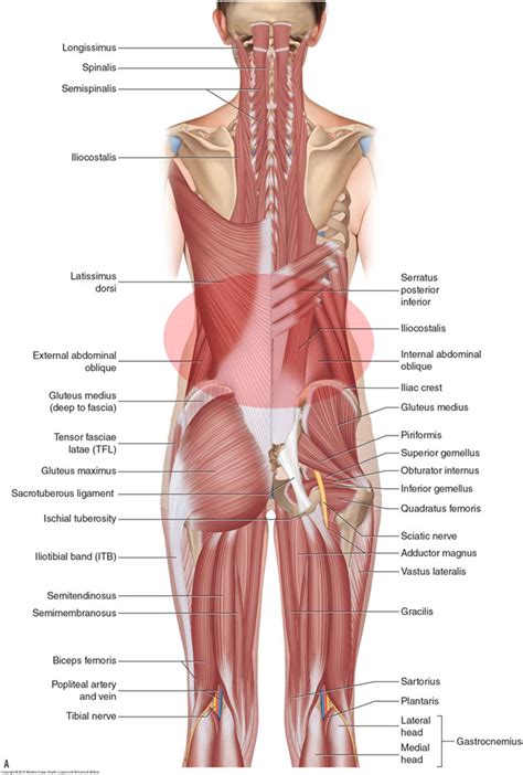 Diagram Of Female Lower Back Muscles Bones Of Female Back Skeletal System Labeled Diagrams