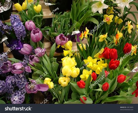 Spring Flowers Hyacinth Daffodils Tulips And Lily