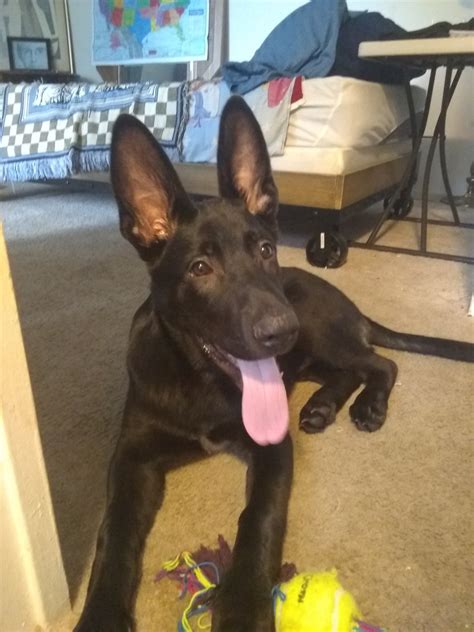 We did not find results for: German Shepherd Puppies For Sale | Bobrich Drive ...