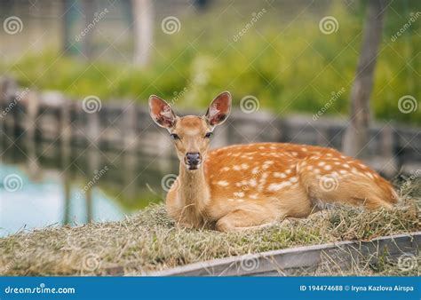 Female Adult Sika Deer Resting On The Grass Near Pond Stock Photo