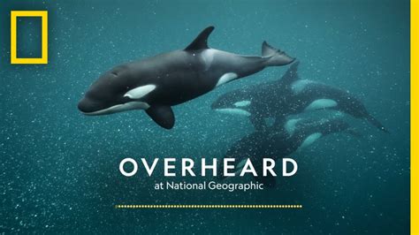 The Secret Culture Of Orcas Podcast Overheard At National