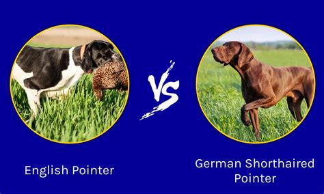 English Pointer Vs German Shorthaired Pointer Whats The Difference