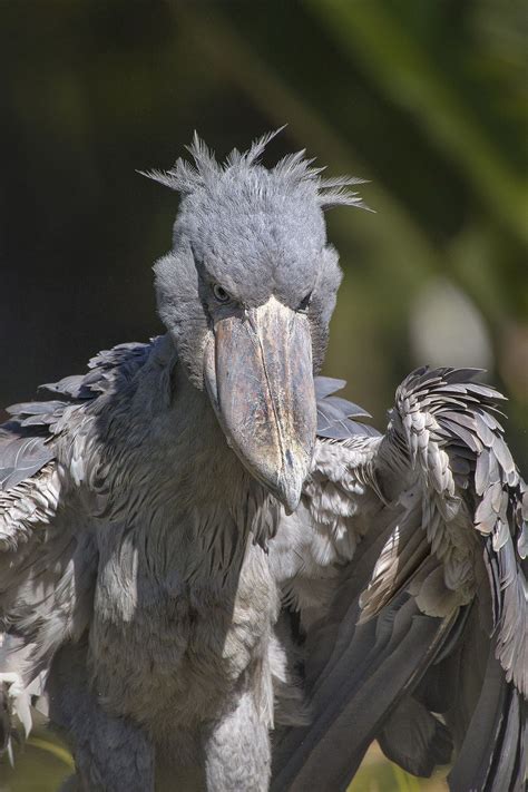 Scary Bird Images Unnerving Images For Your All