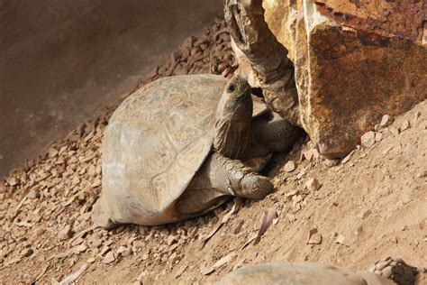 Tortoise Most Turtles And Tortoises Are Omnivores So