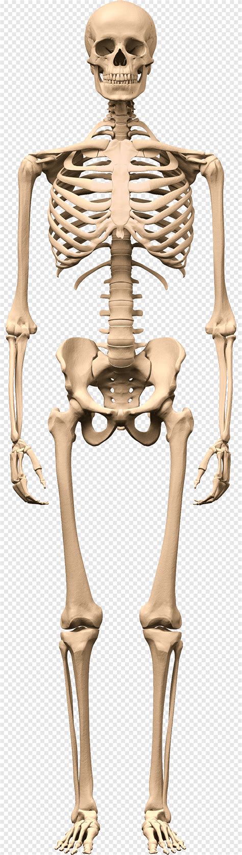 Skeleton Skeleton Png PNGEgg
