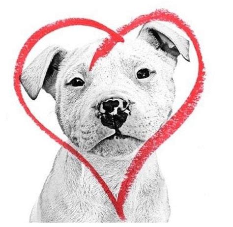 17 Best Images About Valentine Pitbulls On Pinterest