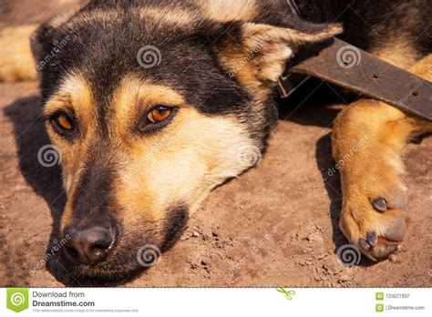A Sad Looking Street Dog With Folded Ears Looks At The Camera Stock