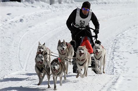Everything You Need To Know About Dog Sled Teams Healthy Homemade Dog