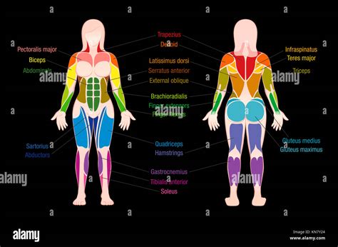 Muscle Chart With Most Important Muscles Of The Female Body Colored