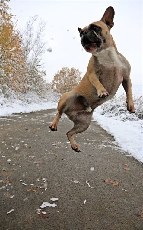 Funny Flying French Bulldog Stock Image Image Of Flying Snow 91007755