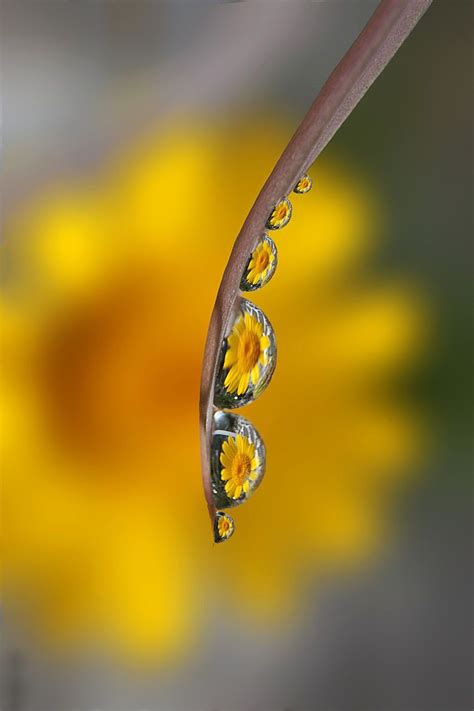 Flower Photography Water Droplet Water Drop Macro Photography Of
