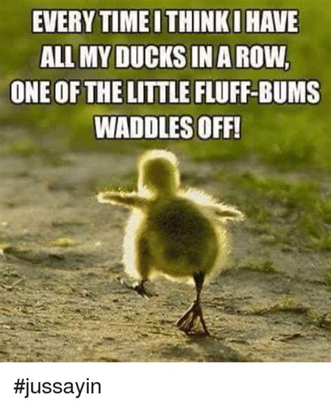 35 Duck Memes That Will Make You Quack All Day Funny Cute Animal