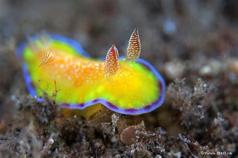 185 Best Images About Sea Life On Pinterest Ocean Life