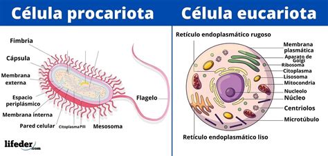 Tipos De Células Y Sus Características Eucariotas Y Procariotas