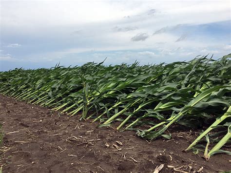 Crop Production Blog Wind Damage Will Your Corn Stand Up