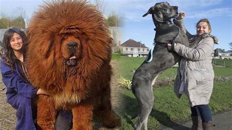 8 Extremely Large Dog Breeds In The World That Could Help You In Life