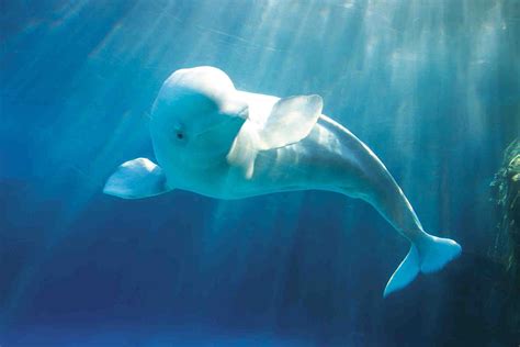 Beluga Whale Cool Beluga Hd Wallpaper Pxfuel