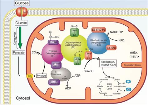 The Overall Reaction Mechanism Of The Pyruvate Dehydrogenase Complex