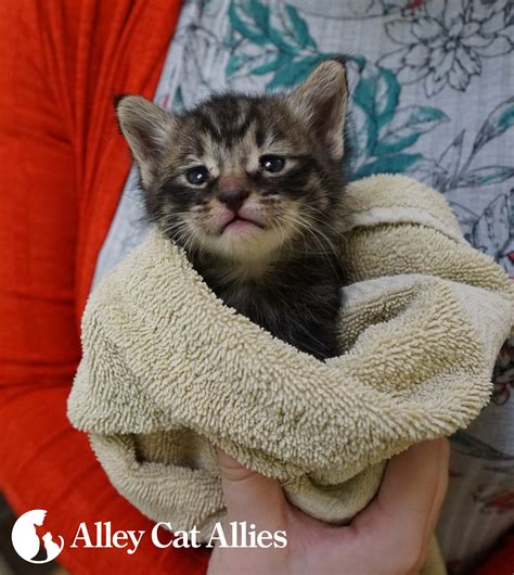 Alley Cat Allies Saves A Lucky Kitten Alley Cat Allies
