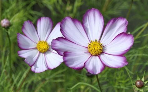 Cosmos ‘picotee Cosmos Plant Cosmos Flowers Light Pink Flowers Cut