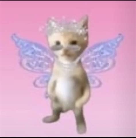 Fairy Kitten Cute Memes Kitty Meme Faces