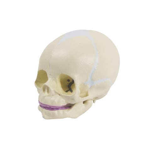 Buy Human Infant Skull Model Life Sized Fetus Skull Anatomy Baby